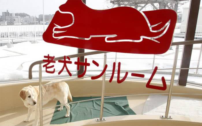 Japão tem asilo para cães-guias aposentados 5