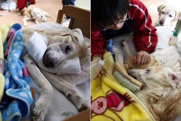 Japão tem asilo para cães-guias aposentados 6