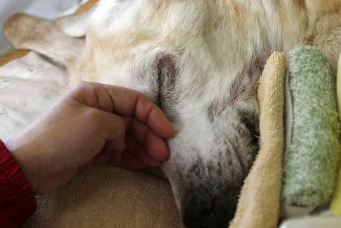 Japão tem asilo para cães-guias aposentados
