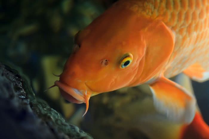 Koi Hanako – O peixe Koi mais velho registrado na história