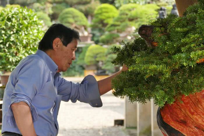 A incrível mini floresta de bonsai criada pelo mestre Masahiko Kimura