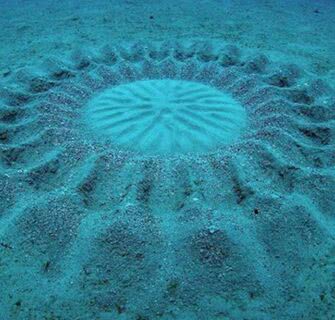 A misteriosa arte geométrica criada na areia pelos peixes baiacu no Japão