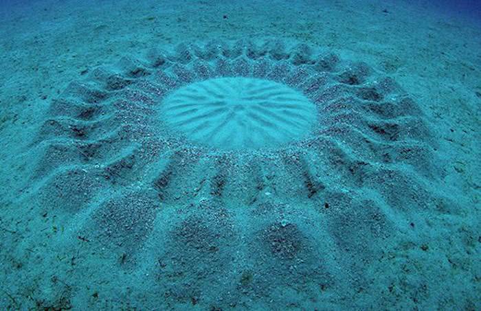 A misteriosa arte geométrica criada na areia pelos peixes baiacu no Japão