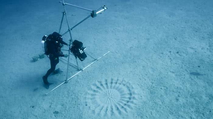 A misteriosa arte geométrica criada na areia pelos peixes baiacu no Japão (bbc.co.uk)