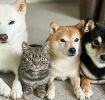 Adorável gato japonês pensa que é um cachorro como seus irmãos Shiba Inu