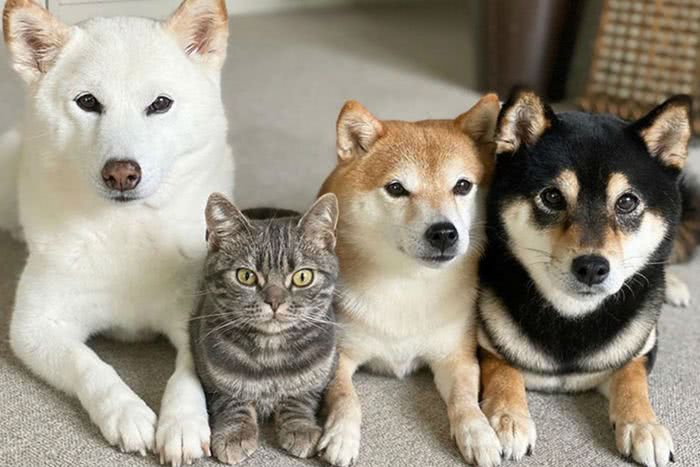 Adorável gato japonês pensa que é um cachorro como seus irmãos Shiba Inu