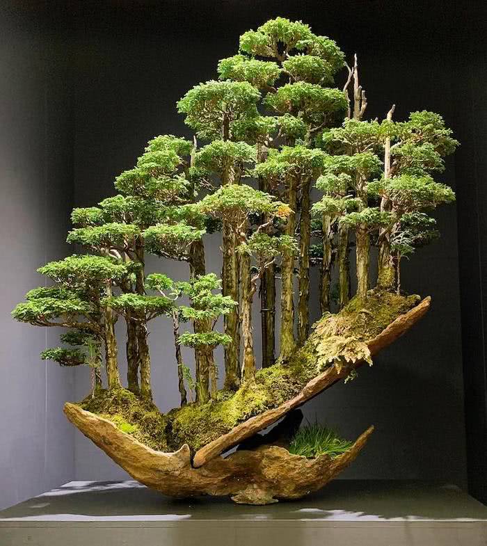 As incríveis mini florestas de bonsai criadas pelo mestre Masahiko Kimura