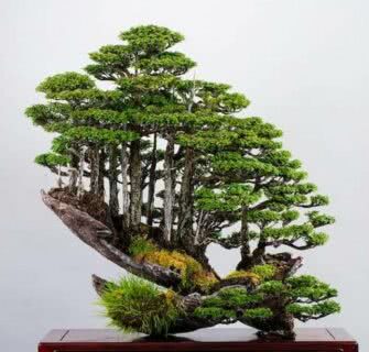 As incrível mini floresta de bonsai criada pelo mestre Masahiko Kimura