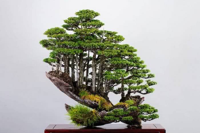 As incrível mini floresta de bonsai criada pelo mestre Masahiko Kimura