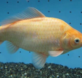 Conheça o corajoso peixinho dourado que viveu 7 anos escondido em um aquário de pirarucus