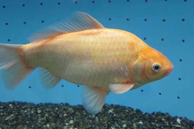 Conheça o corajoso peixinho dourado que viveu 7 anos escondido em um aquário de pirarucus