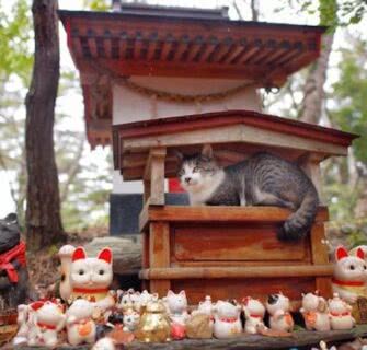 Gato se protege da chuva sob um santuário sagrado para gatos no Japão