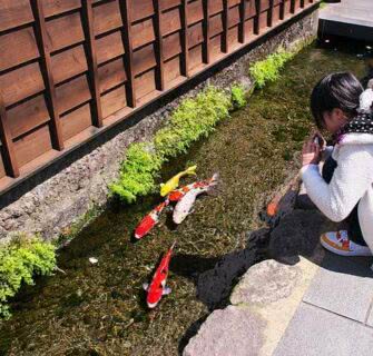 Peixes Koi coloridos nadam pelos canais de drenagem desta cidade japonesa