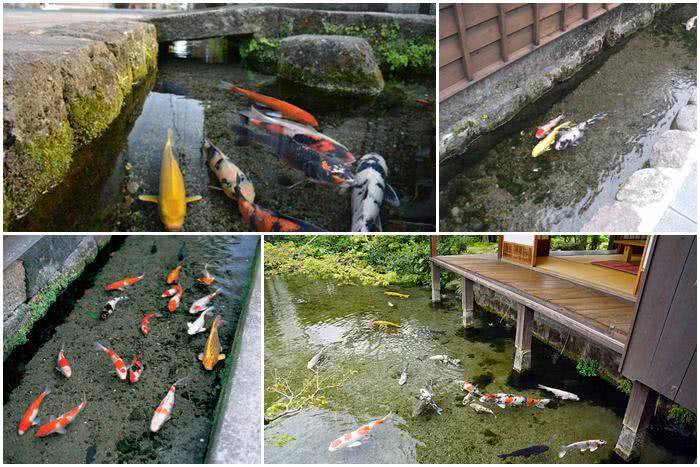 Peixes Koi coloridos nadam pelos canais de drenagem desta cidade japonesa