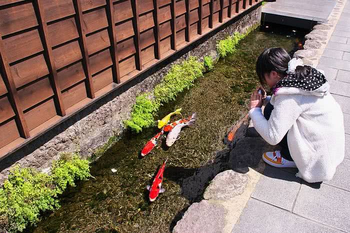 Peixes Koi coloridos nadam pelos canais de drenagem desta cidade japonesa