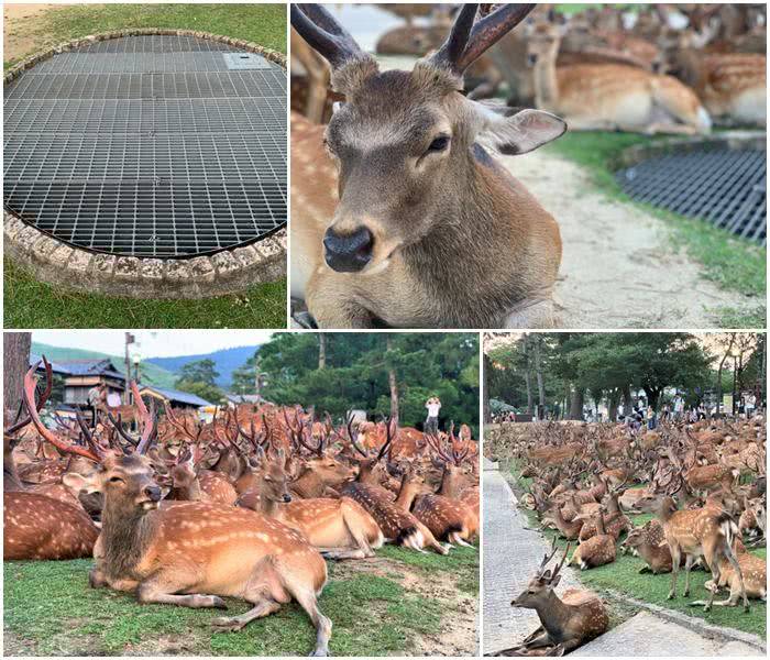 Shikadamari O fenômeno que reúne centenas de cervos durante o verão