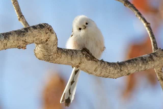 Estes pássaros minúsculos no Japão parecem bolinhas de algodão fofas