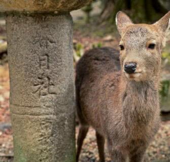cervo em Nara
