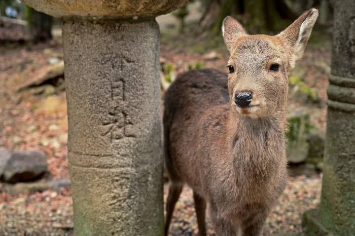 cervo em Nara