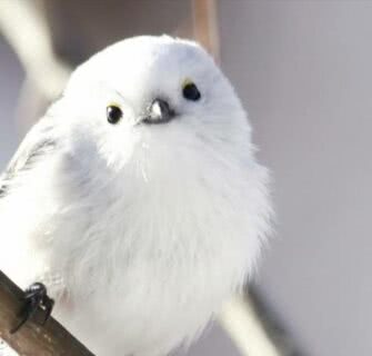 Estes pássaros minúsculos no Japão parecem bolinhas de algodão fofas