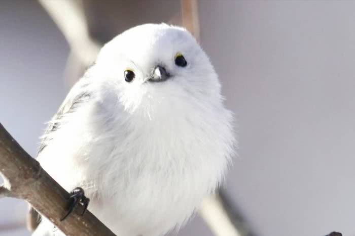 Estes pássaros minúsculos no Japão parecem bolinhas de algodão fofas