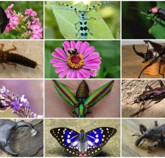 20 insetos que são espécies endêmicas do Japão