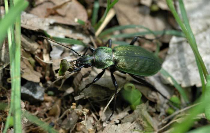 20 insetos que são espécies endêmicas do Japão - Aosamushi 