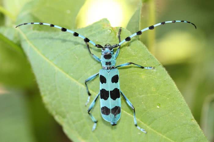 20 insetos que são espécies endêmicas do Japão - ruriboshikamikiri 