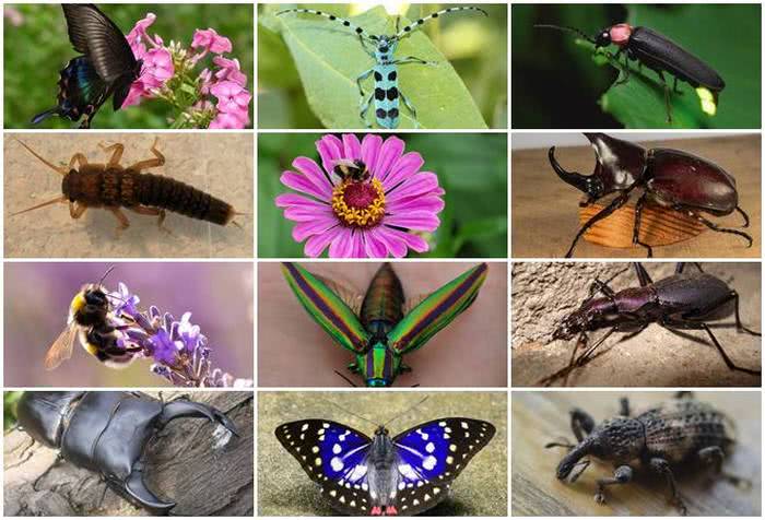 20 insetos que são espécies endêmicas do Japão