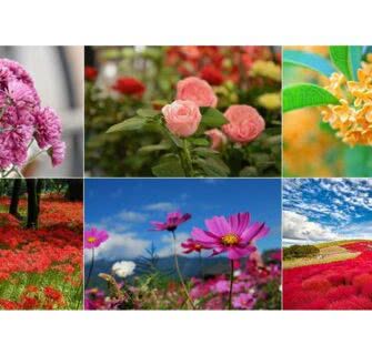6 flores que representam o outono japonês