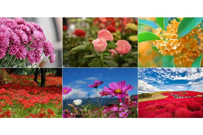 6 flores que representam o outono japonês