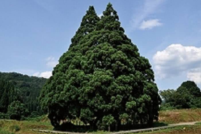 Árvore Totoro