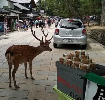 Sem turistas para alimentá-los, cervos viciados em senbei, perdem peso em Nara