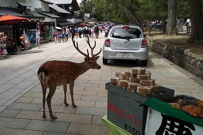 Sem turistas para alimentá-los, cervos viciados em senbei, perdem peso em Nara