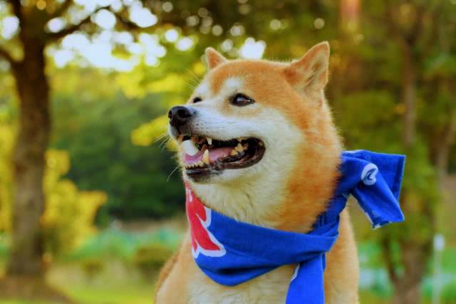 Tenugui, as tradicionais toalhas de mão japonesas photo-ac.com