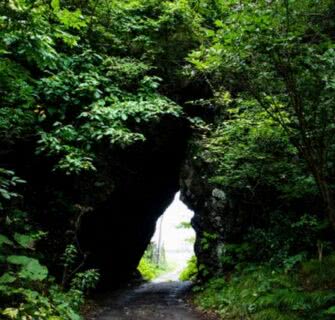 Totoro descoberto em uma floresta no Japão