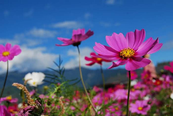 cosmos flowers