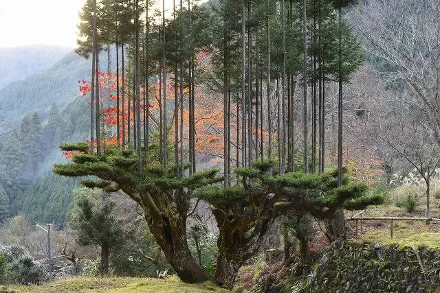 daisugi