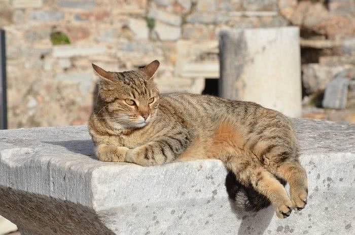 garrafas de água espantam gatos no Japão