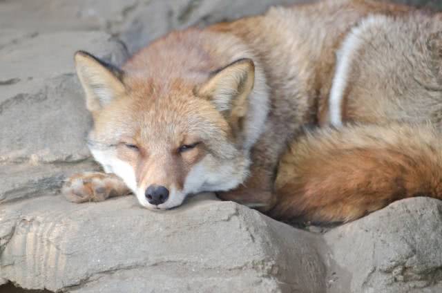 Kitsune, raposa em japonês