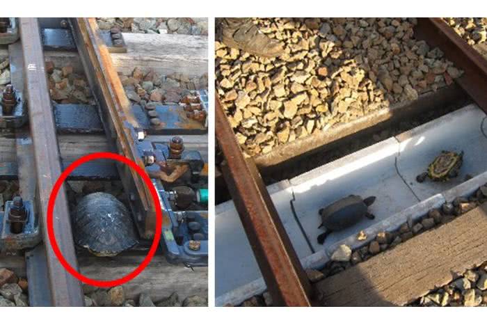 Ferrovias japonesas constroem túneis de tartarugas