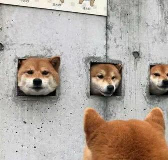 Uma parede de Shibas