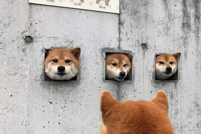 Uma parede de Shibas 