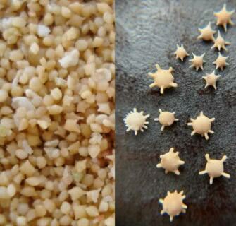Praia de Okinawa tem grãos de areia em forma de estrelas