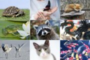 Animais e seus significados na cultura japonesa