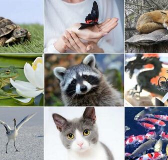 Animais e seus significados na cultura japonesa