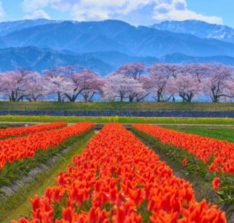 Asahi Funakawa “Spring Quartet”