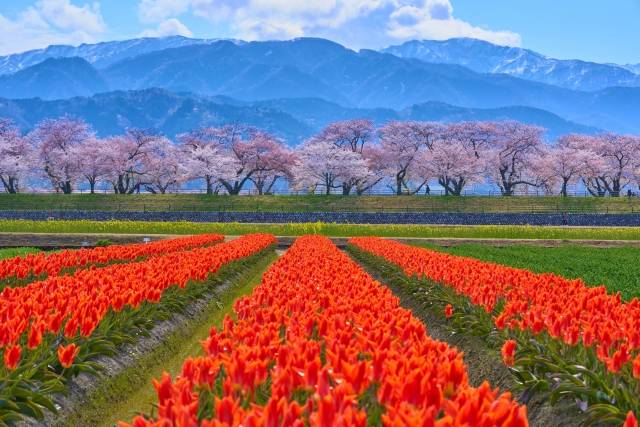 Asahi Funakawa “Spring Quartet”