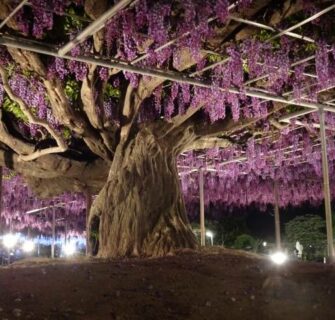 Conheça a glicínia de 150 anos de idade, considerada a mais bonita do Japão