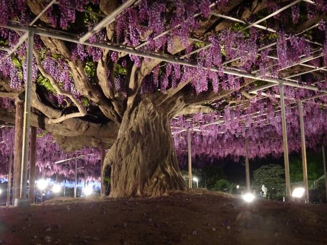 Conheça a glicínia de 150 anos de idade, considerada a mais bonita do Japão